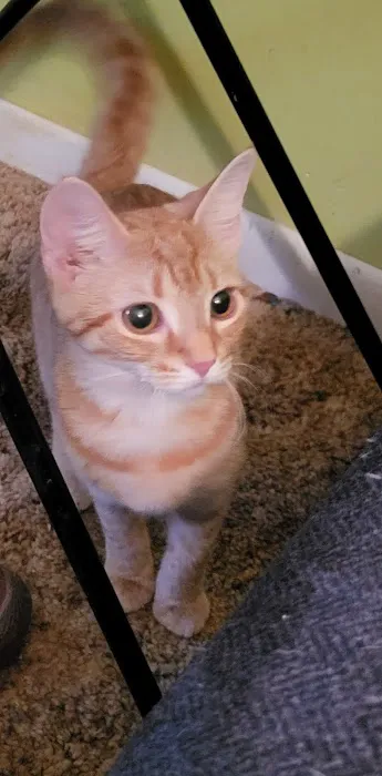 Operation Pets Spay/Neuter Picture 8