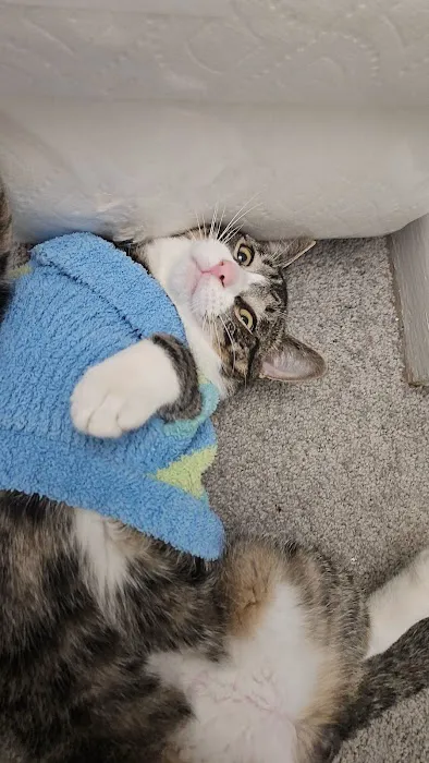 Operation Pets Spay/Neuter Picture 7