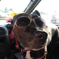Banfield Pet Hospital ico
