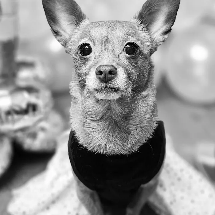 Banfield Pet Hospital Picture 8