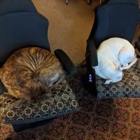 Moonbrook Veterinary Hospital ico