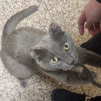 Jamestown Veterinary Hospital ico