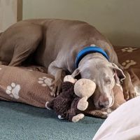 Pet Animal Hospital Inc ico