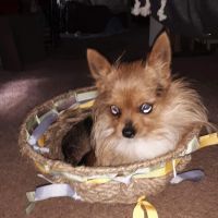 Swanson Lori P DVM ico