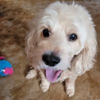 Russell Veterinary Hospital ico