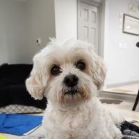 Chautauqua Veterinary Services ico