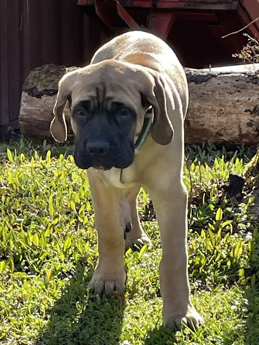 Chautauqua Veterinary Services Picture 8