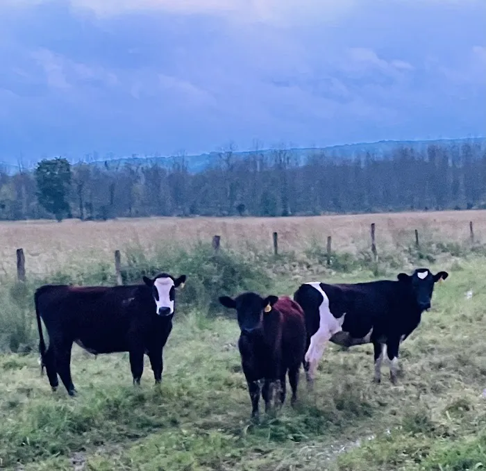 Chautauqua Veterinary Services Picture 6