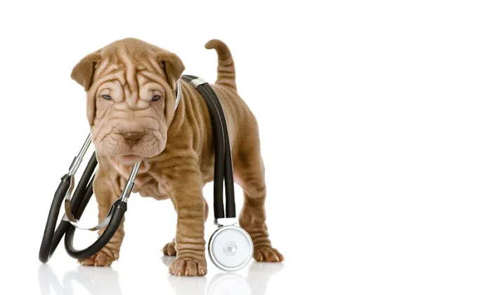 Community Pet Care Hospital Picture 1