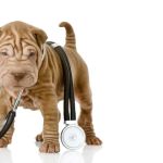 Community Pet Care Hospital