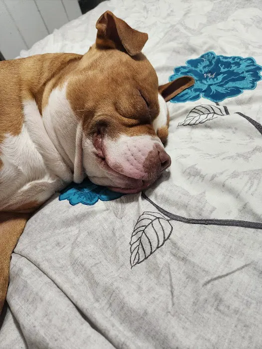 Community Pet Care Hospital Picture 3