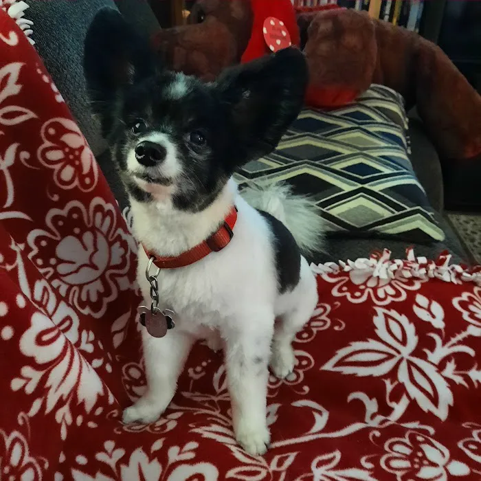 Community Pet Care Hospital Picture 6