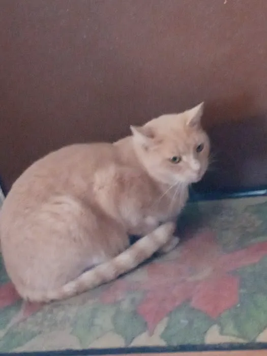 Rockingham Veterinary Clinic Picture 6