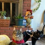 West River Valley Veterinary Service