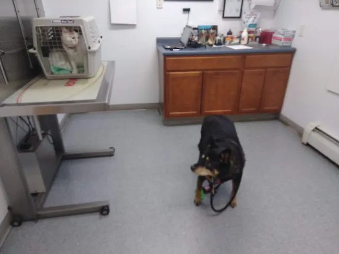 West River Valley Veterinary Service Picture 8