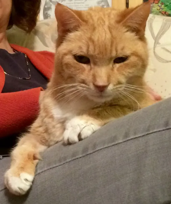 Springfield Animal Hospital Picture 1