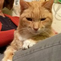 Springfield Animal Hospital ico