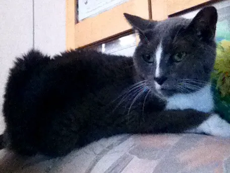 Springfield Animal Hospital Picture 4