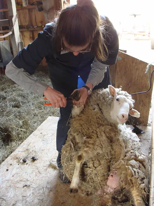 Clover Acres Livestock Veterinary Services Picture 8