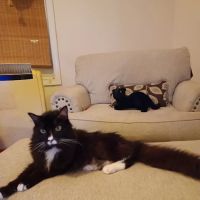 Douglas Animal Hospital LLC ico