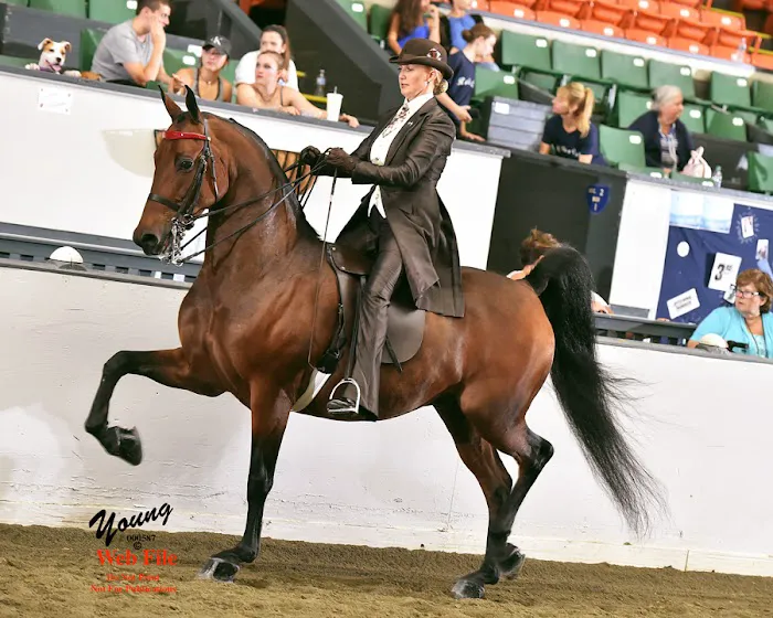 Stonewall Equine Services Picture 1