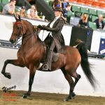 Stonewall Equine Services