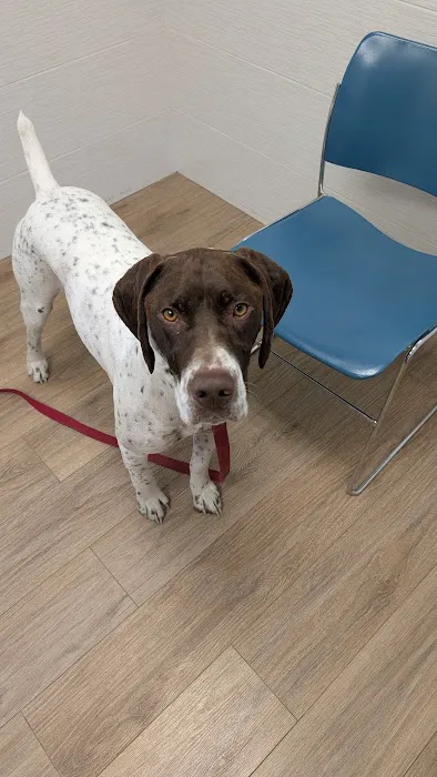 Sutton Animal Hospital Picture 1