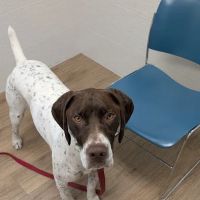 Sutton Animal Hospital ico