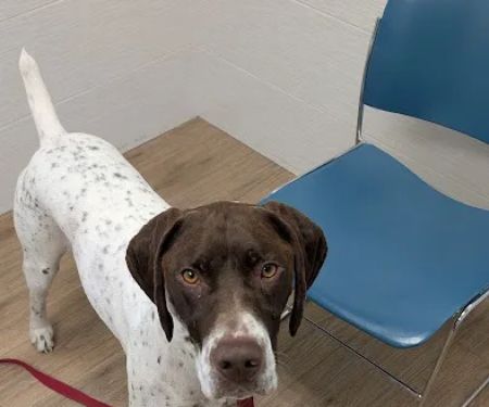 Sutton Animal Hospital