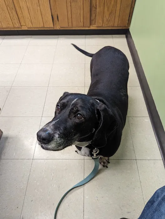Sutton Animal Hospital Picture 8