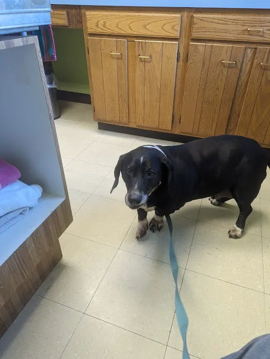 Sutton Animal Hospital Picture 9