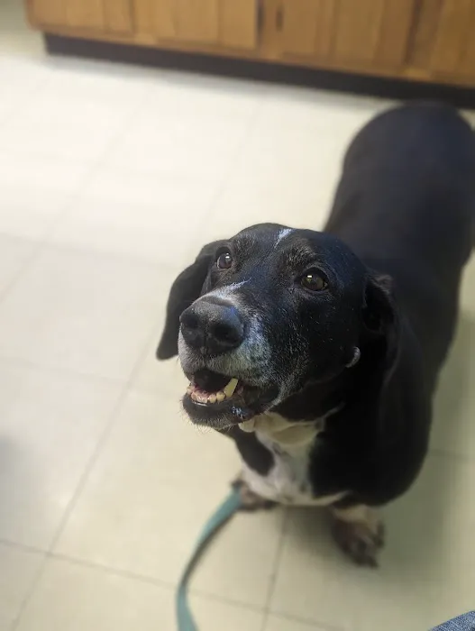 Sutton Animal Hospital Picture 7