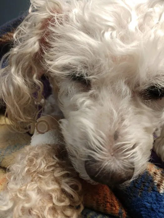VCA Blackstone Valley Animal Hospital Picture 3