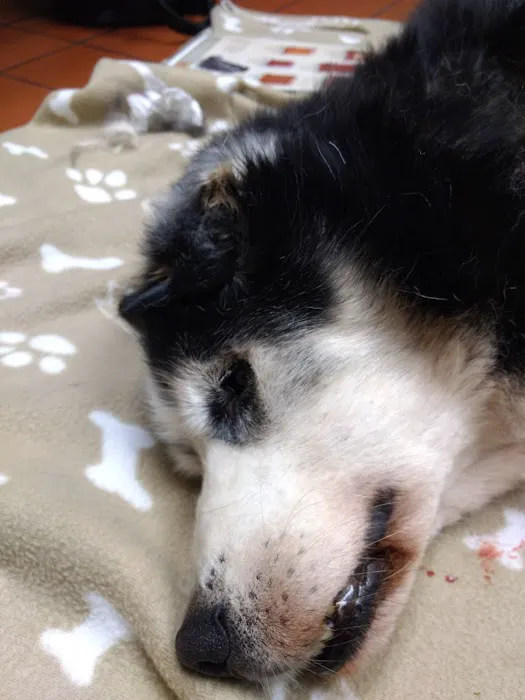 VCA Blackstone Valley Animal Hospital Picture 4