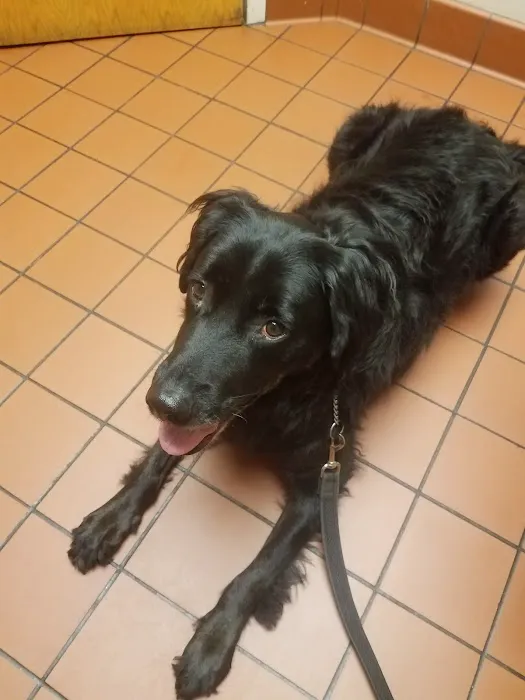VCA Blackstone Valley Animal Hospital Picture 6