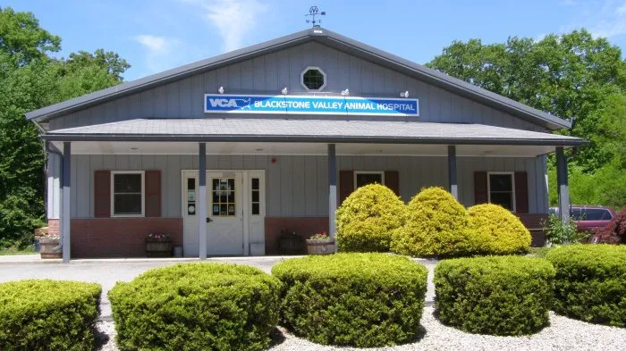 VCA Blackstone Valley Animal Hospital Picture 2