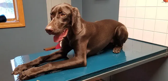 VCA Blackstone Valley Animal Hospital Picture 7
