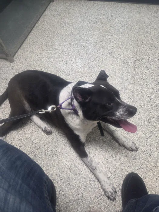Second Chance Animal Services Community Veterinary Hospital Picture 2