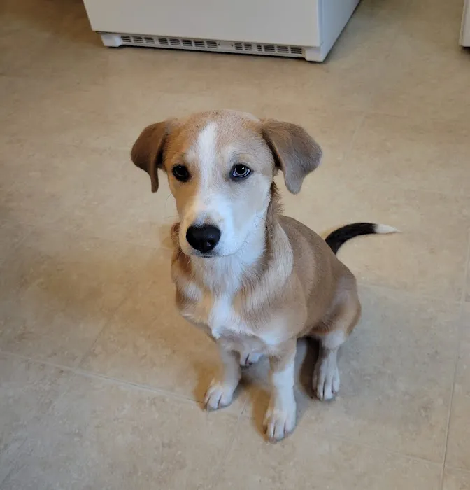 Second Chance Animal Services Community Veterinary Hospital Picture 4