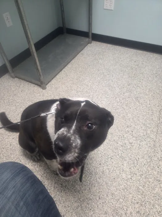 Second Chance Animal Services Community Veterinary Hospital Picture 10