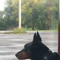 Southbridge Veterinary Hospital ico