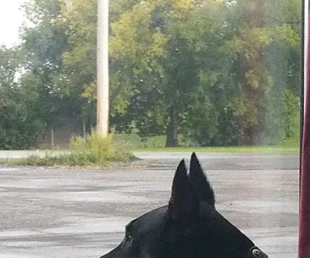 Southbridge Veterinary Hospital