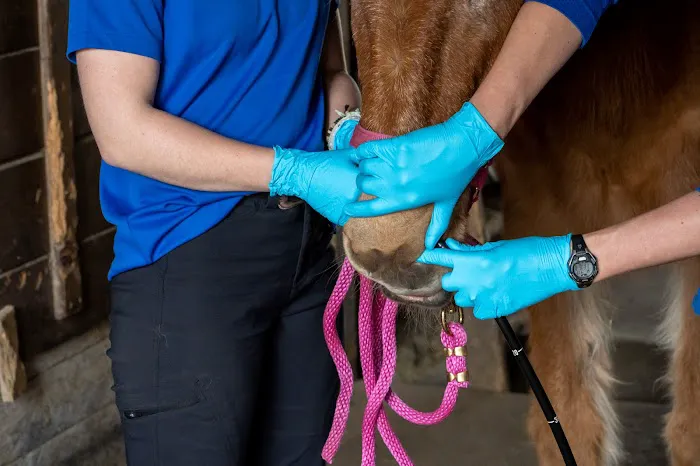 Equine Veterinary Services | EquidDoc Veterinary Services, LLC Picture 6