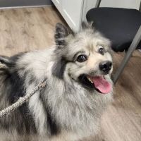 Post Road Veterinary Hospital ico