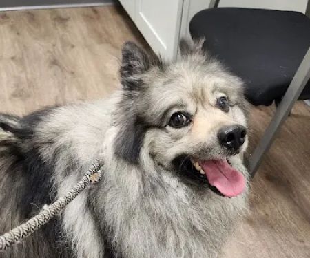 Post Road Veterinary Hospital