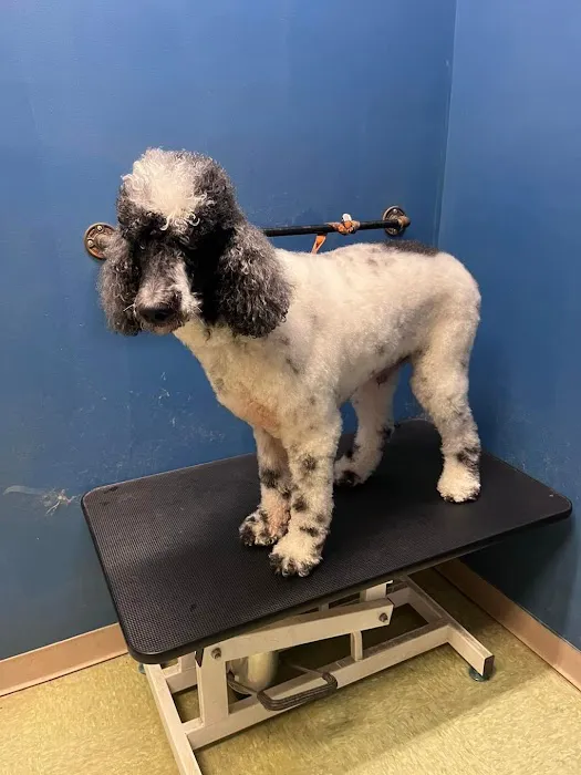 Boston Road Animal Clinic Picture 6
