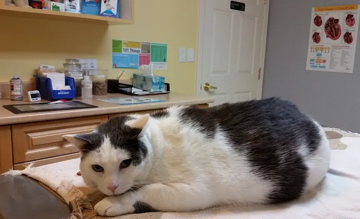 Boston Road Animal Clinic Picture 2