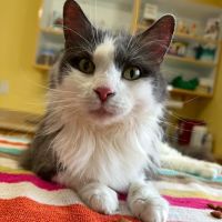 Boston Road Animal Clinic ico