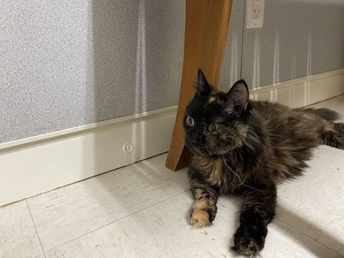 Boston Road Animal Clinic Picture 7