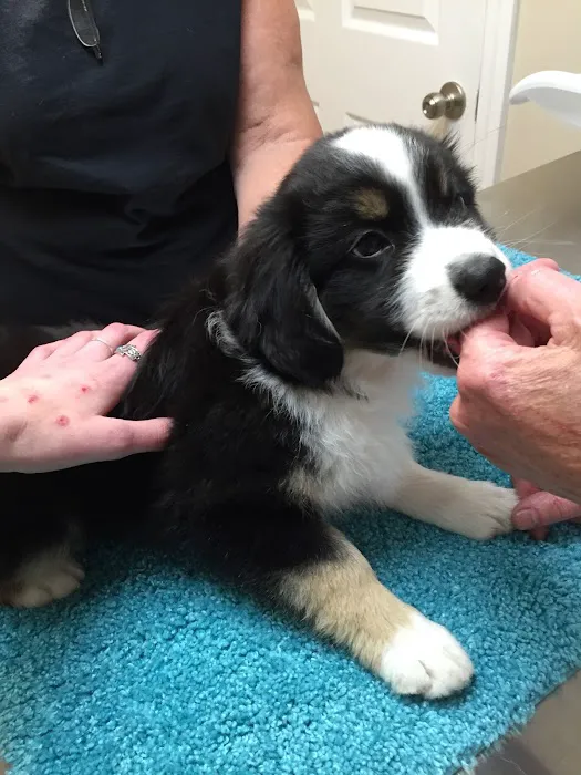WagMore Veterinary Care Picture 1